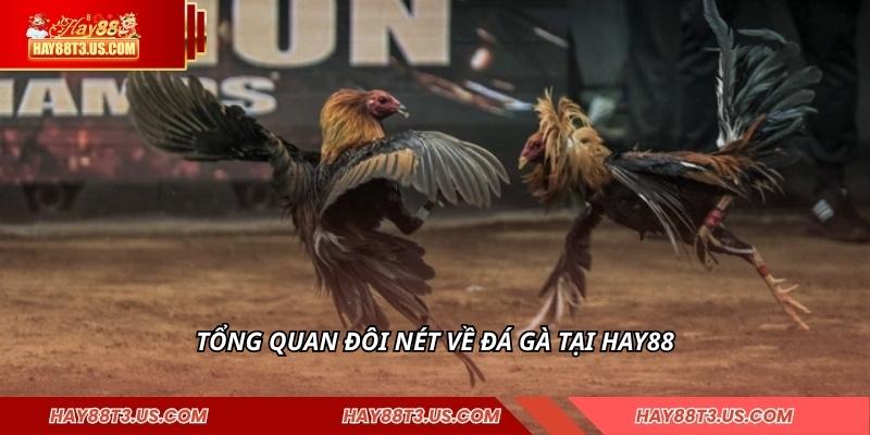 Tổng quan đôi nét về đá gà tại HAY88