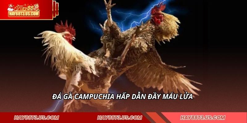 Đá gà Campuchia hấp dẫn đầy máu lửa