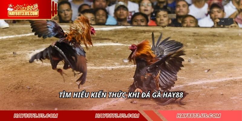 Tìm hiểu kiến thức khi đá gà HAY88